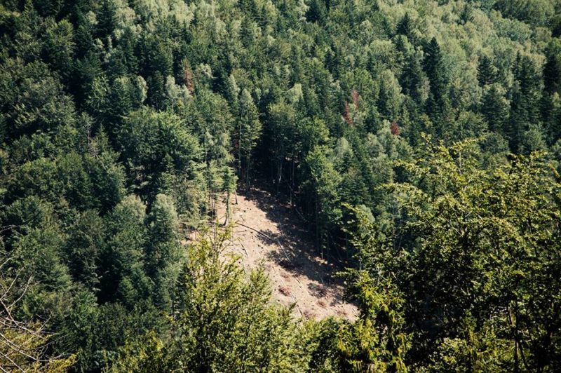 Діти міста Хуст зберуть з пазлів карту карпатських лісів