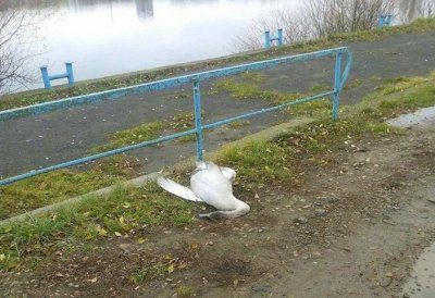 На Німецькому озері помер лебідь