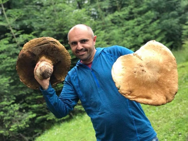 У Карпатах почали “косити” гриби-велетні (ФОТО)