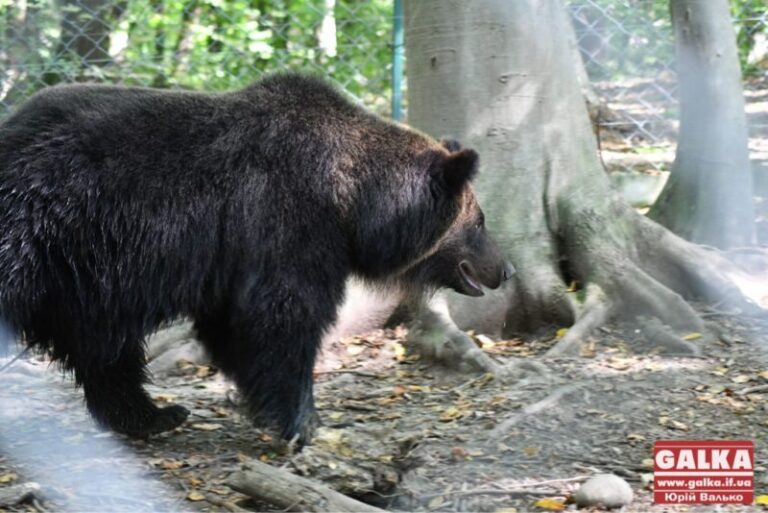 Галицький нацпарк тимчасово закрили для туристів