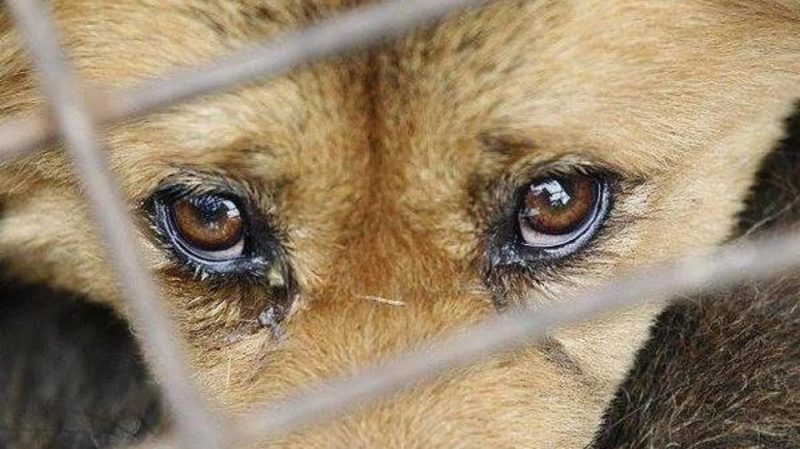 Рада провалила голосування за закон проти жорсткості з тваринами. Як голосували прикарпатські депутати