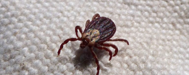 Чим небезпечний укус кліща? Консультує інфекціоніст