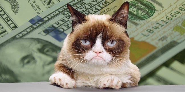 Померла легендарна кішка-мем Grumpy Cat