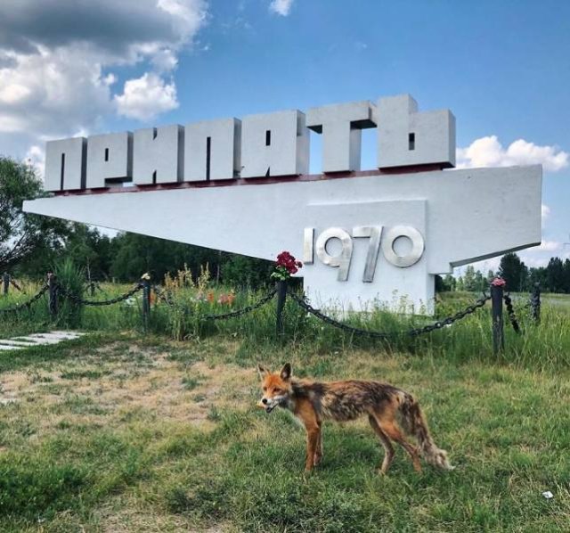 Як виглядає Чорнобиль зараз: дикі звірі на вулицях, дерева у квартирах