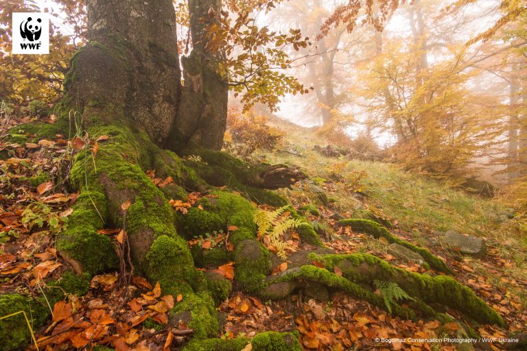 Унікальні праліси Карпат можуть отримати статус пам’яток природи (ВІДЕО)