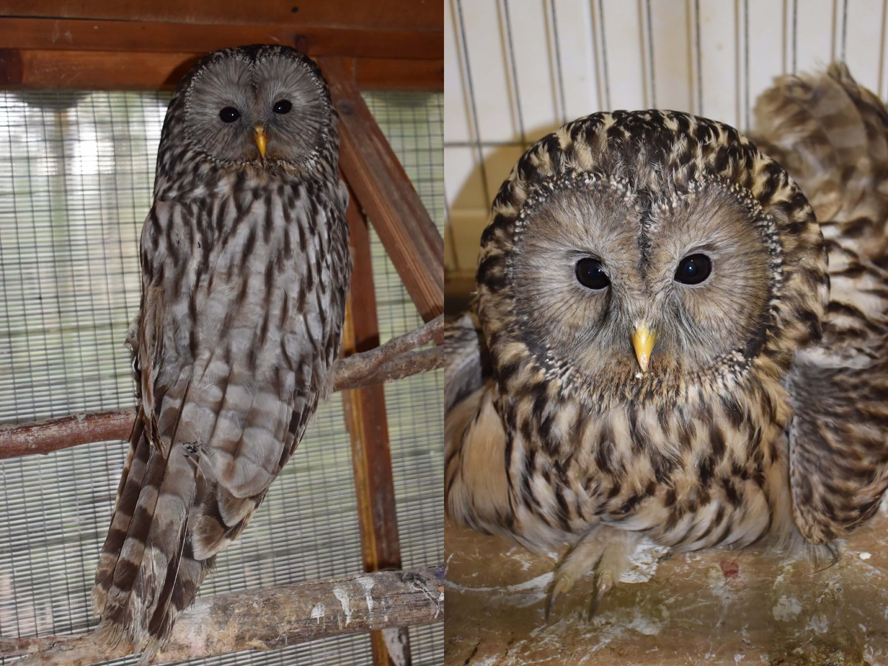 У Галицькому нацпарку нові мешканці – червонокнижні сови з пошкодженими крилами (ФОТО)