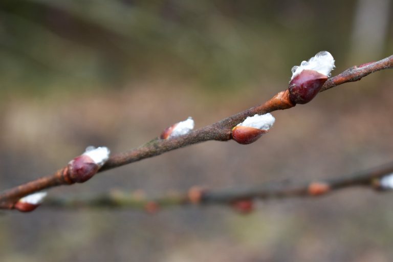 Серед зими на Прикарпатті випустили бруньки береза і верба (ФОТО)
