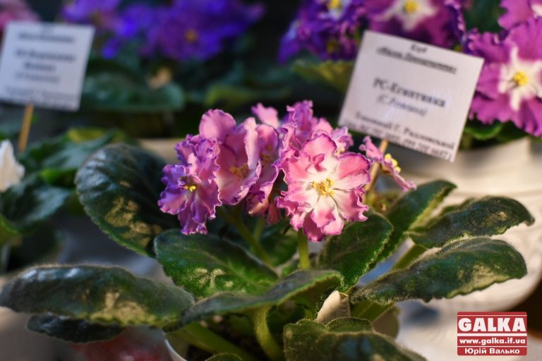 Гном, листова химера та Ді Капріо: масштабну виставку фіалок влаштували в Івано-Франківську (ФОТОРЕПОРТАЖ)