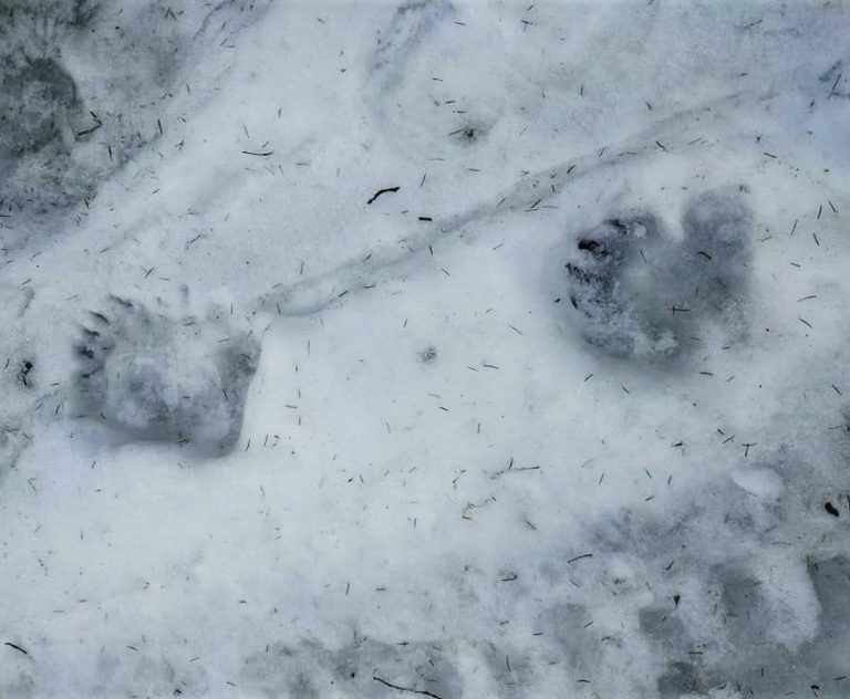 У нацпарку “Верховинський” прокинулися ведмеді – людей закликають бути уважними (ФОТОФАКТ)