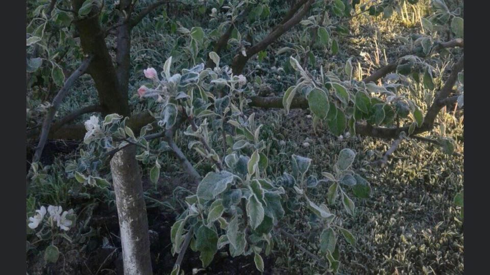 Вночі на область опустилися заморозки, які пошкодили городину прикарпатців (ФОТО)