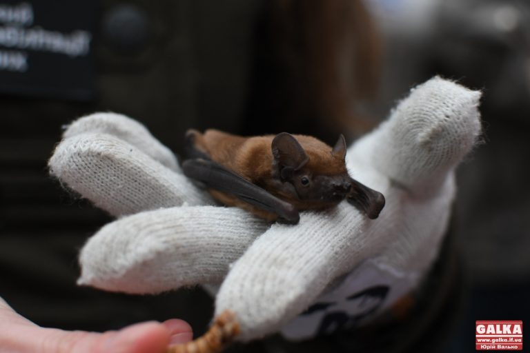 У дику природу випустили понад пів сотні кажанів, які зимували у Галицькому нацпарку (ВІДЕО)