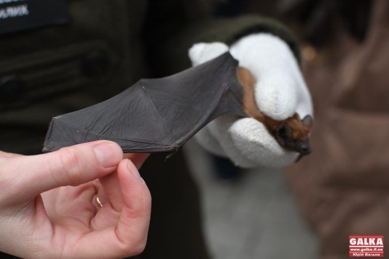 У Франківську урочисто випустили на волю 115 реабілітованих кажанів (ФОТО)