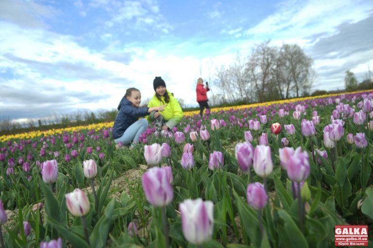 Два мільйони квітів – під Франківськом розквітла “Долина тюльпанів” (ФОТО)