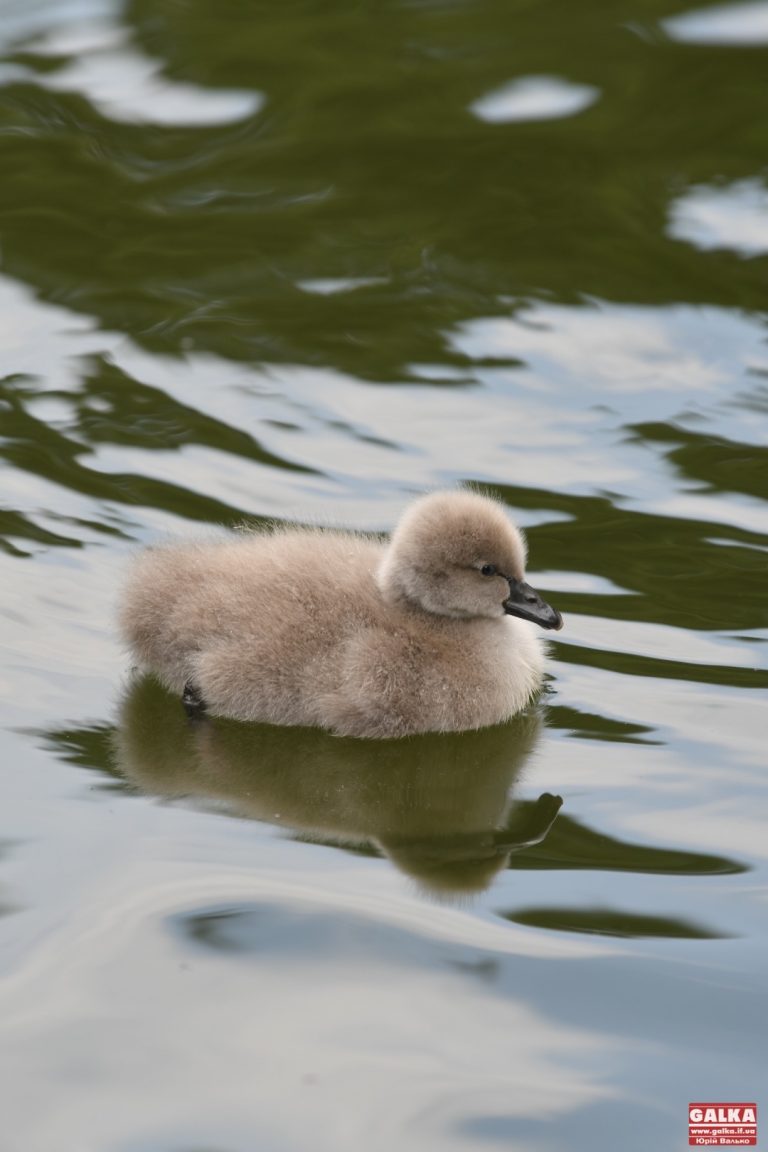 У сусідній області виявили пташиний грип