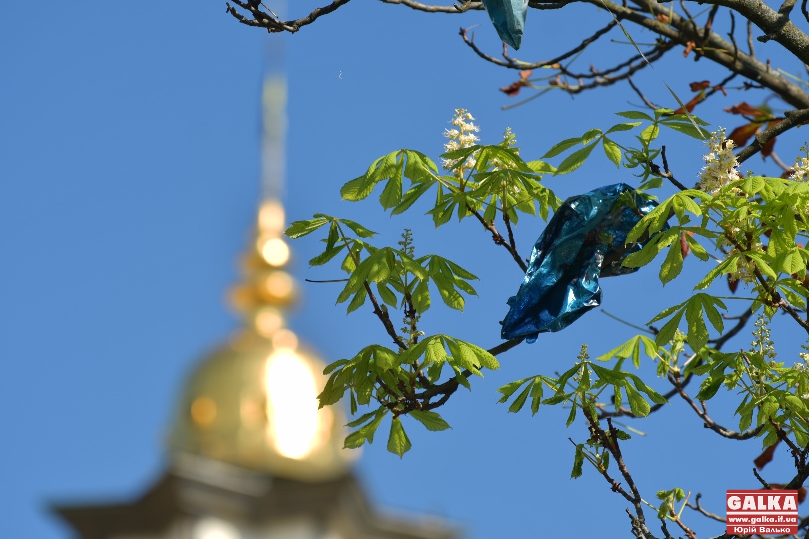 Осінь близько: у центрі Франківська розквітли каштани (ФОТО)