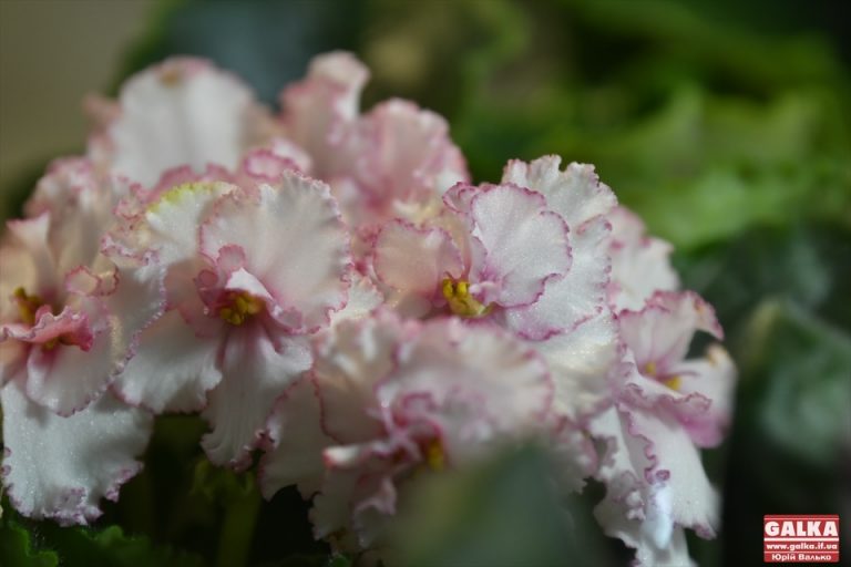 У краєзнавчому музеї представили понад 200 видів фіалок (ФОТО)