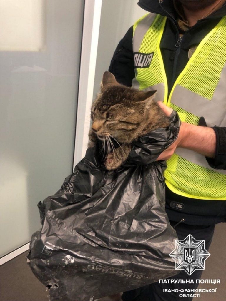 Франківські патрульні врятували котика, який потрапив під колеса автівки (ФОТО)