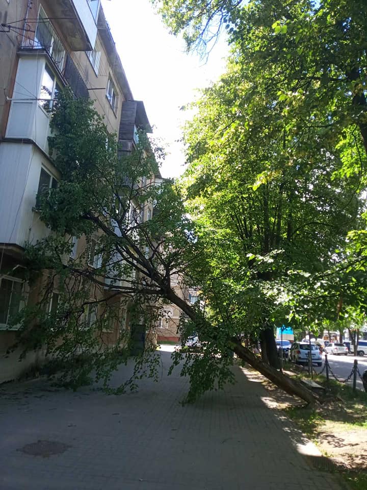 Через сильний вітер на вулиці Сорохтея дерево впало на балкони будинку (ФОТО)