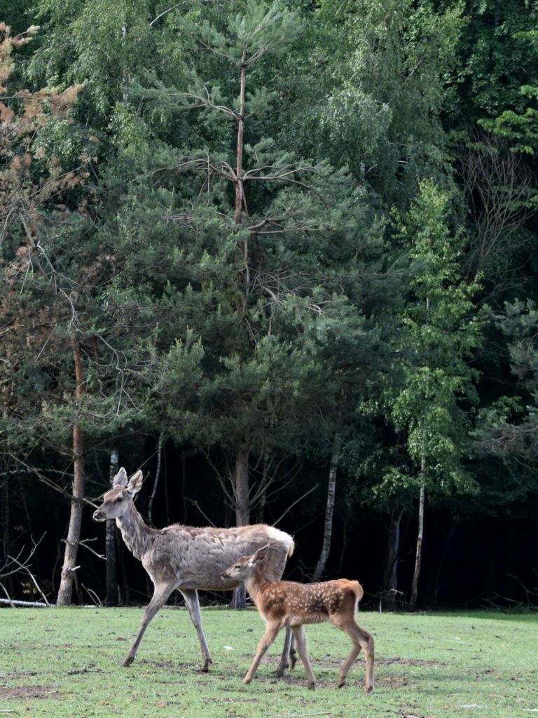 У Галицькому нацпарку поповнення: показали маленьких жителів (МИЛІ ФОТО)