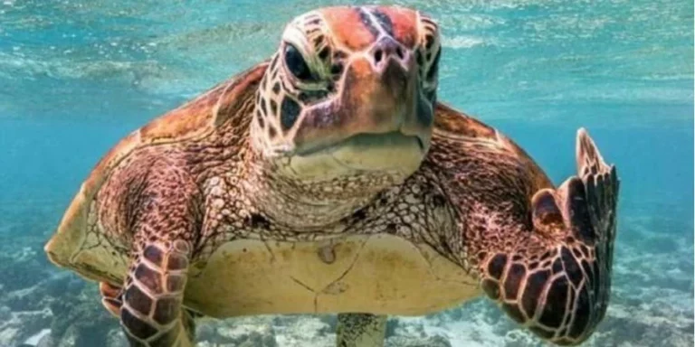 У Туреччині величезна черепаха покусала російську туристку