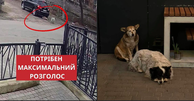 У Франківську водій переїхав собаку і втік: тварина згодом померла, справу розглядатиме суд (ФОТО)