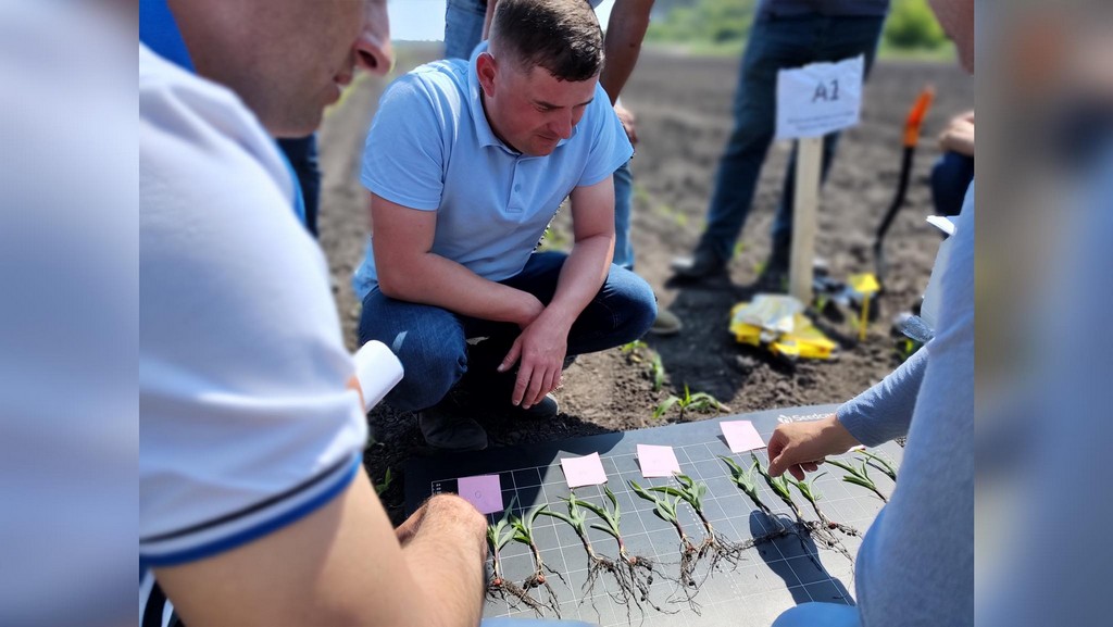 Щоб підвищити врожайність, потрібно обирати ефективний догляд за сходами