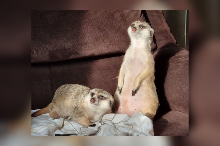 Гуляють містом та дивують перехожих: як пара сурикатів із Запоріжжя оселилася у Франківську (ФОТО, ВІДЕО)