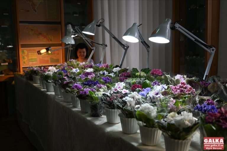 300 сортів фіалок показали у франківській ратуші (ФОТО)