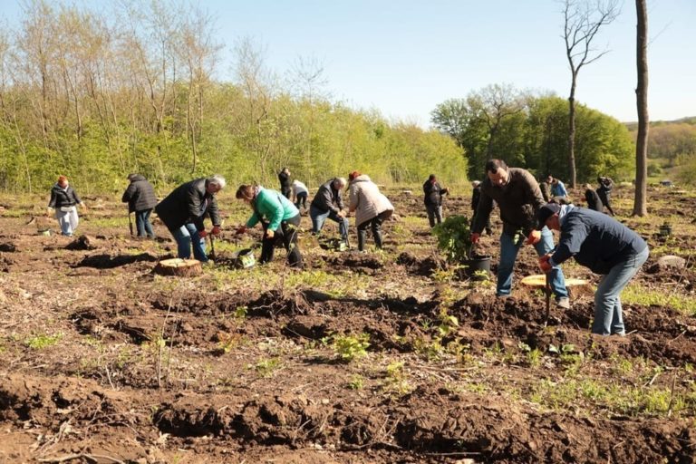 На Тлумаччині для відновлення лісу висадили чотири тисячі дубів й кленів (ФОТО)