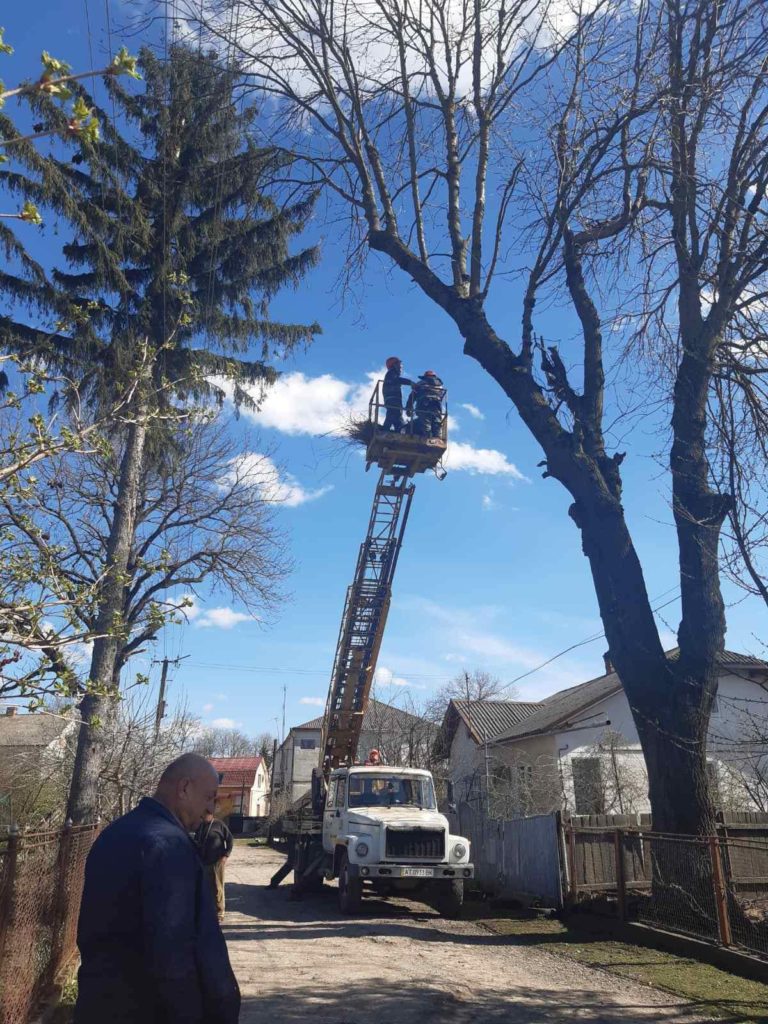 У селищі на Прикарпатті відновили гніздо лелек, куди птахи повертаються вже майже 50 років (ФОТО)