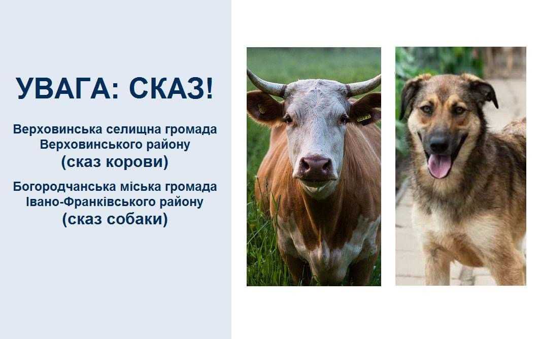 У Верховинській громаді виявили сказ корови