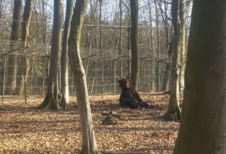 У Галицькому нацпарку після зимового сну прокинувся ведмідь Мир (ВІДЕО)
