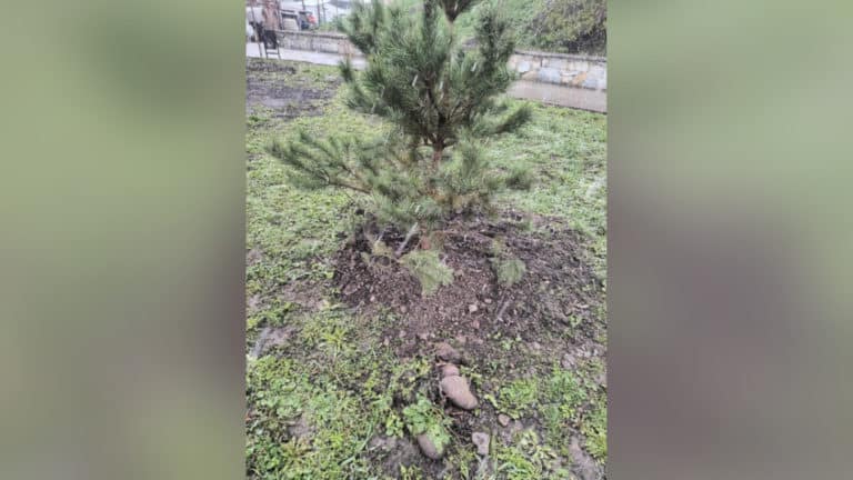 Сміття, що залишилося після толоки чиновників, прибиратимуть комунальники (ФОТО, ВІДЕО)