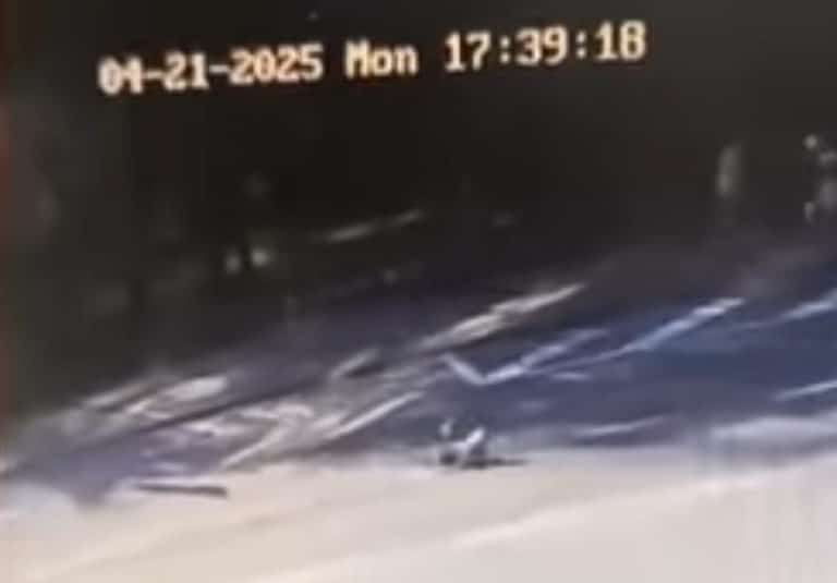 На Бандери водій авто збив собаку і втік з місця пригоди