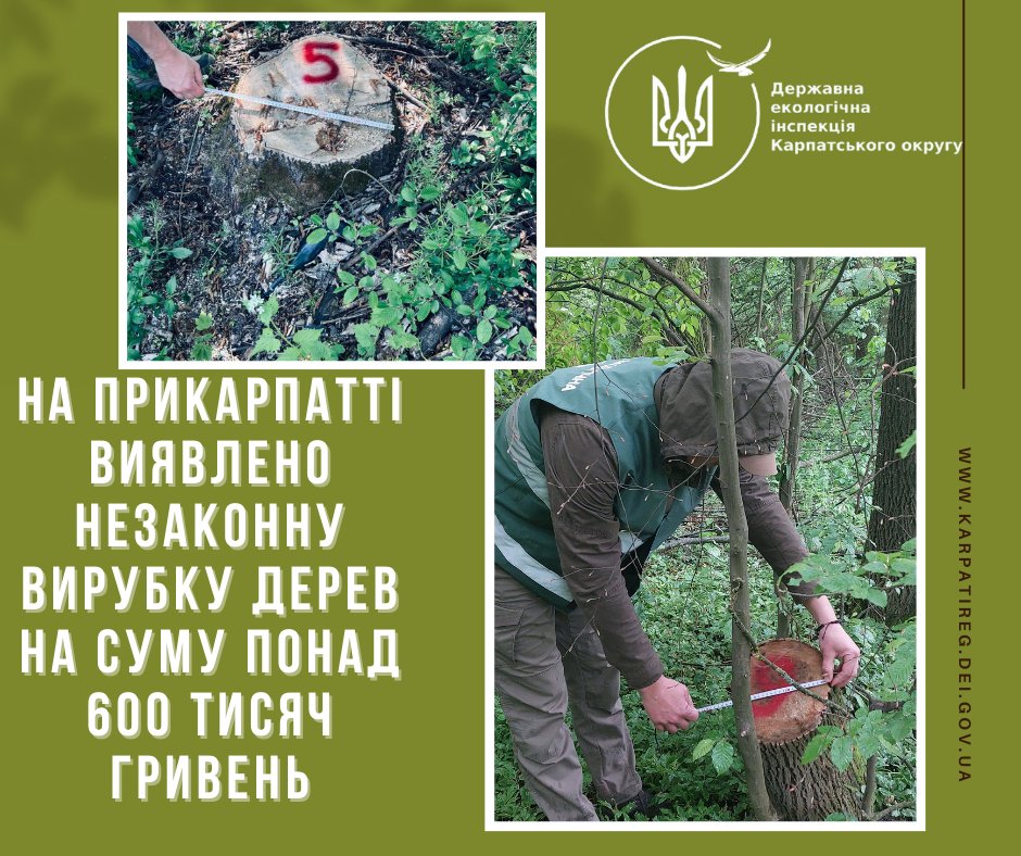 На Калущині попри дорогу зрубали дерев на 616 000 гривень – екоінспекція