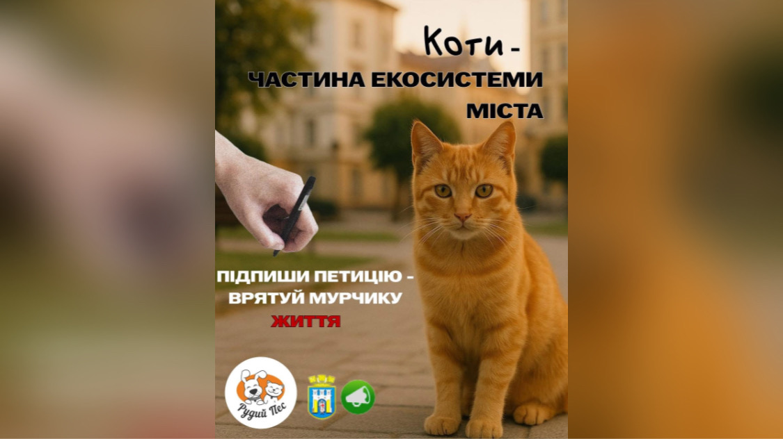 Франківські активісти закликають підтримати петицію щодо визнання котів частиною міської екосистеми