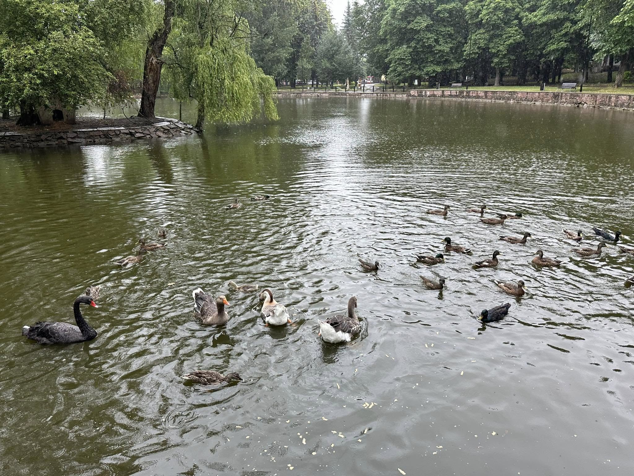 У міському парку поповнення — гусеня та каченята-мандаринки (ФОТО)