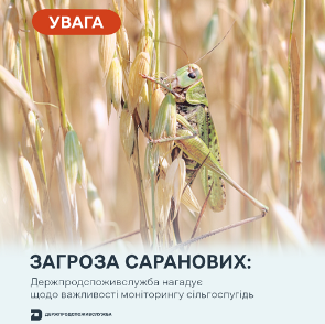 Сарана в Україні: поради для прикарпатських аграріїв