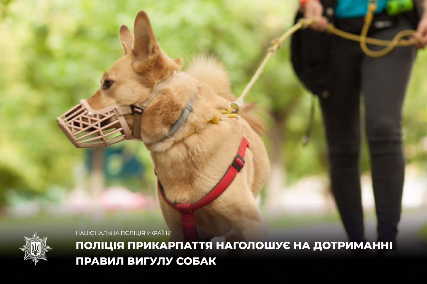 У Коломиї пітбуль напав та покусав вуличну лайку, власниця отримала адмінпротокол