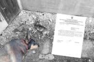 У Тлумачі мешканці скаржаться на масові отруєння собак: що каже влада та поліція (ФОТО 18+, ДОКУМЕНТИ)