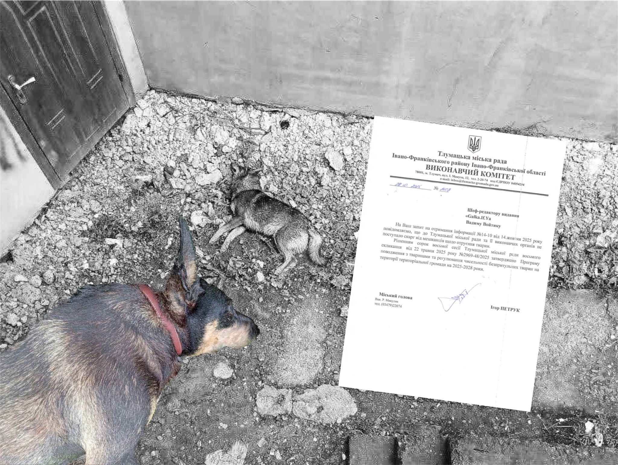 У Тлумачі мешканці скаржаться на масові отруєння собак: що каже влада та поліція (ФОТО 18+, ДОКУМЕНТИ)