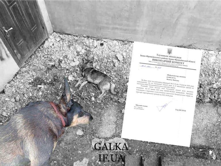 У Тлумачі мешканці скаржаться на масові отруєння собак: що каже влада та поліція (ФОТО 18+, ДОКУМЕНТИ)